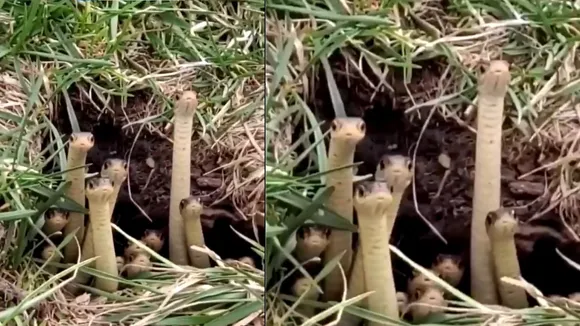 swarm of snakes