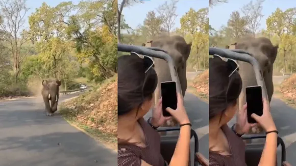 elephant attack