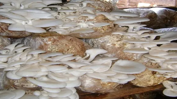 mashroom