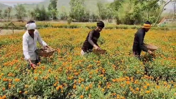 Flower farming