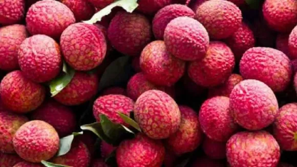 litchi