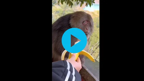 viral monkey video
