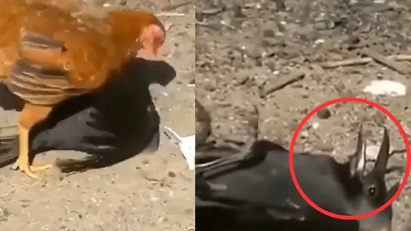 viral trending video