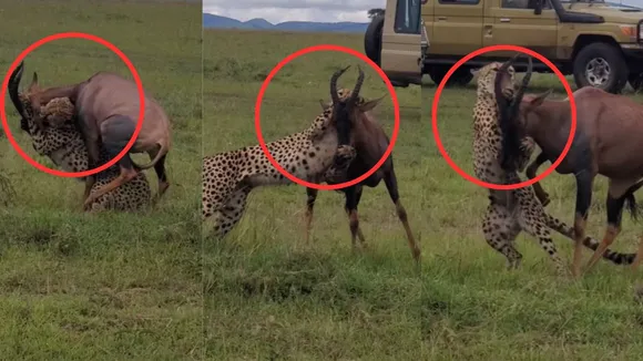 viral wildlife trending video