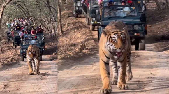 viral wildlife trending video