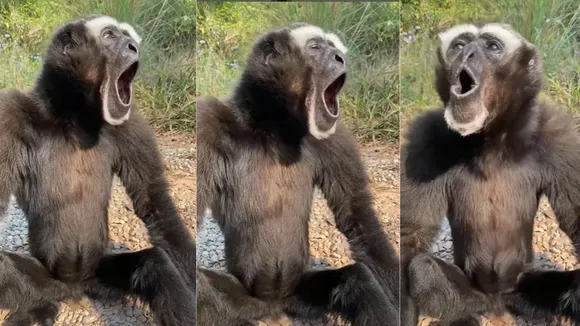 viral trending video
