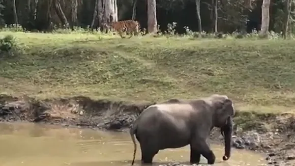 Tiger attack