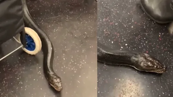 snake viral video
