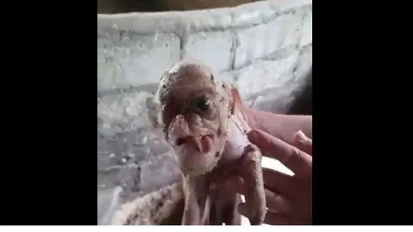 viral trending video