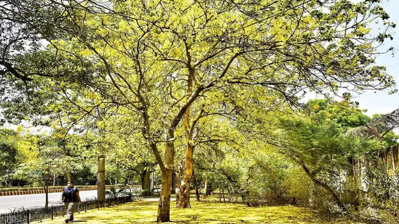 old tree