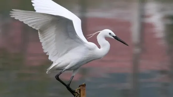 herons