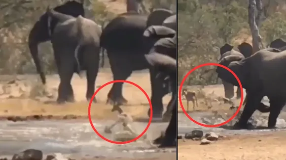 viral Wildlife trending video