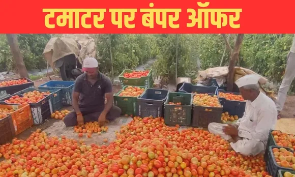 tomato price today