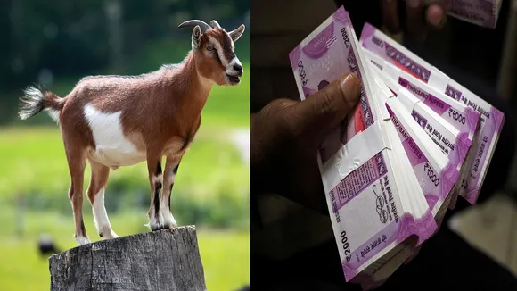 bakri
