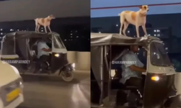 viral trending video