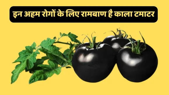 black tomato benefits