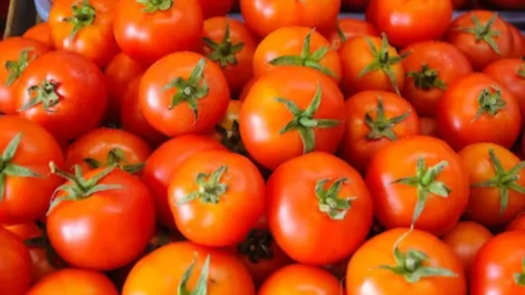 tomato price