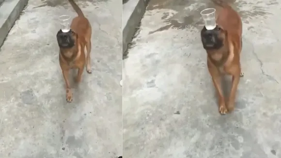 viral trending video