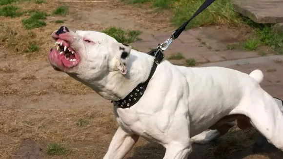 dog bite