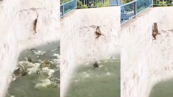 Monkey in crocodile pond