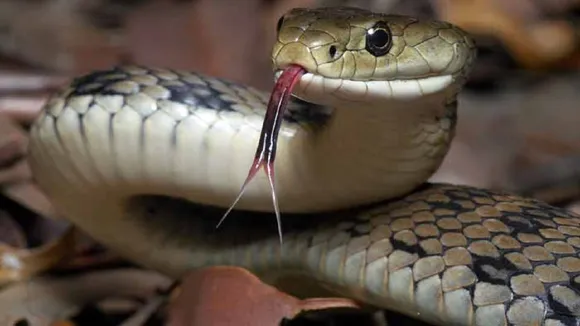snake bite