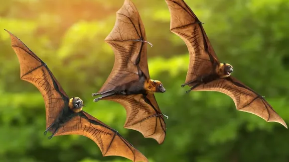 Bat