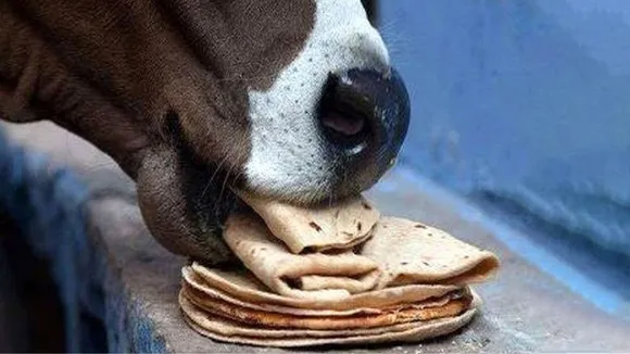 Gaye Ko Roti Khilane Ke Fayde