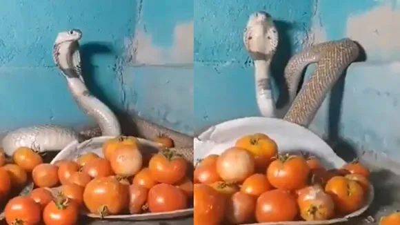 tomato and snake viral video