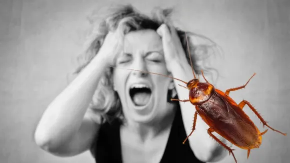 cockroach-news