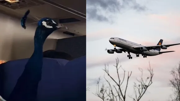 travel with peacock in flight