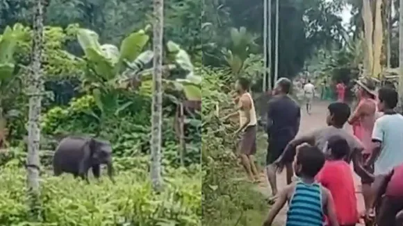 viral trending video