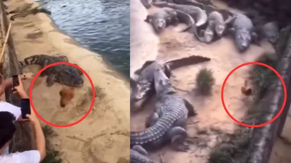 viral crocodile trending video