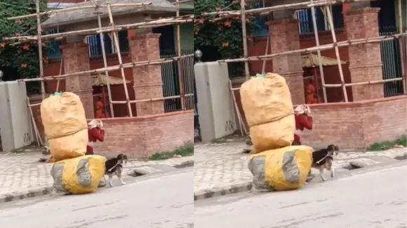 viral trending dogs video