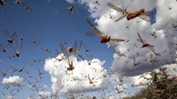 Locust Attack