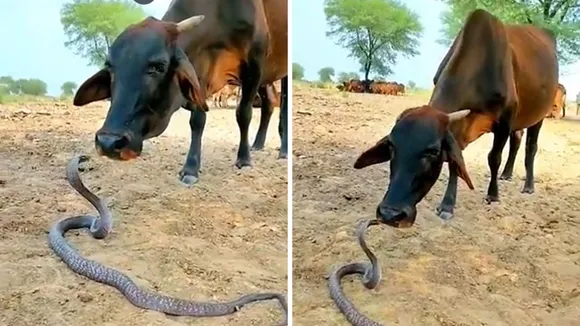 cow snake video