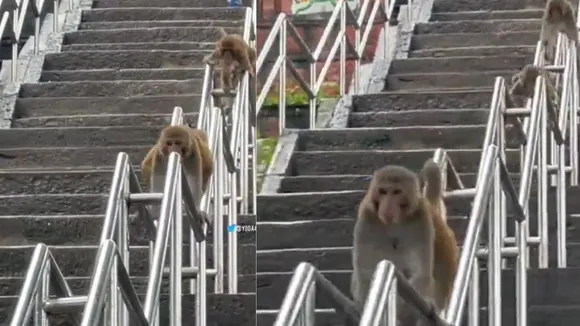 viral wildlife trending news