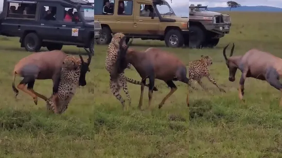 Cheetah and Deer