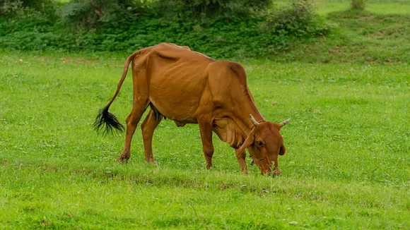 Cow