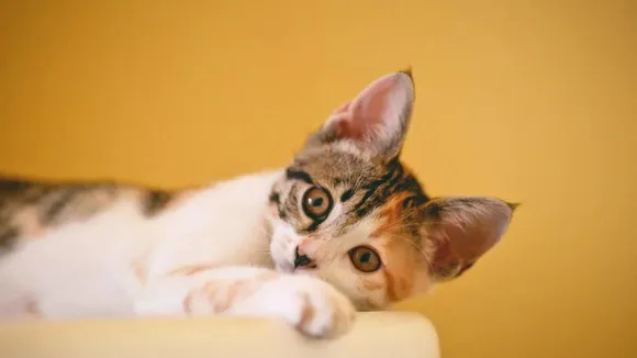 Cat-Day