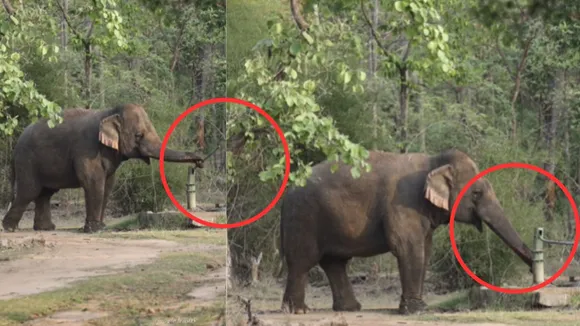 video of thirsty elephant