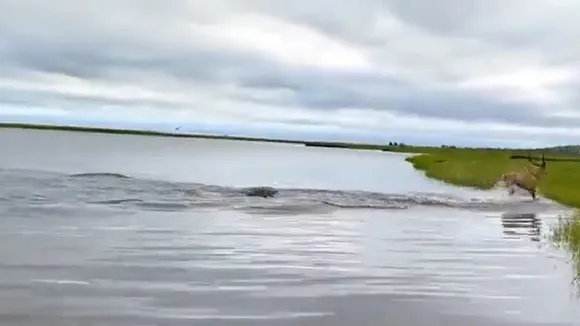 Crocodile Attack