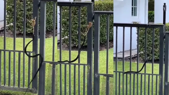 Snake and Frog Fight