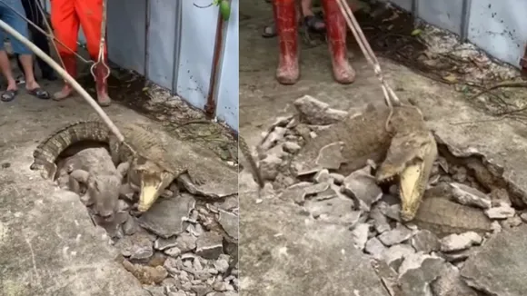 viral crocodile trending video