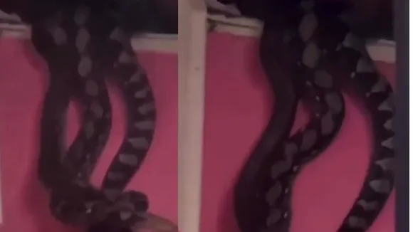 viral snake trending video