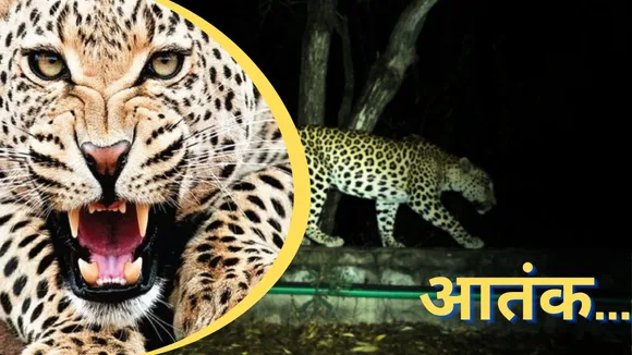 Tirumala leopard