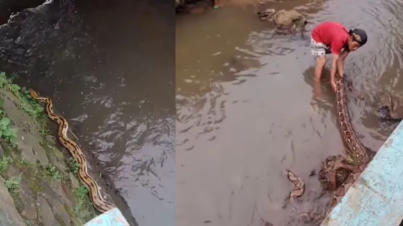 viral snake trending video