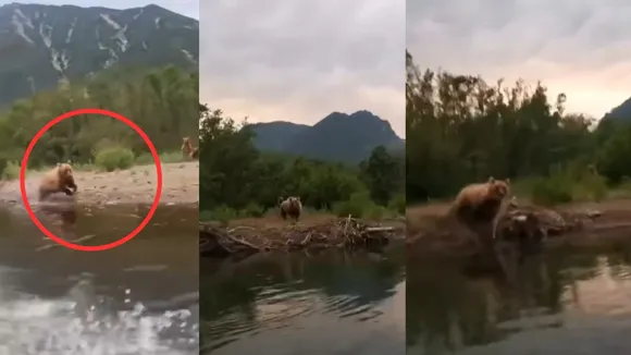 viral bear trending video