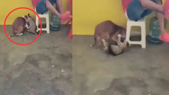 viral wildlife trending video