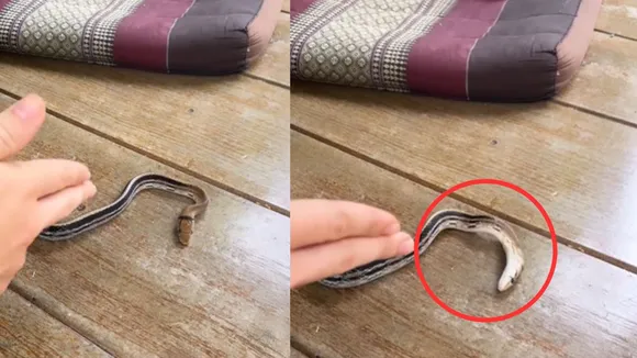 viral wildlife trending video