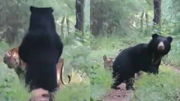 viral-video